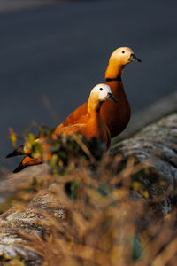 Close-up of bird perching on rock