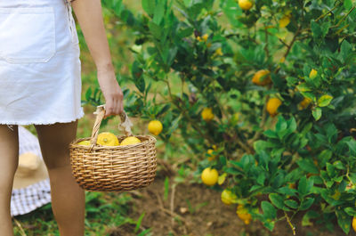 Midsection of man holding fruits in basket