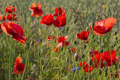 Close-up of red poppy flowers in bloom