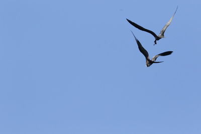 Low angle view of bird flying against clear blue sky