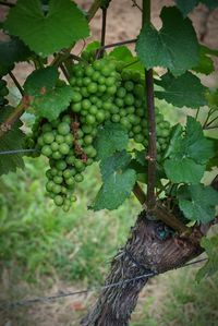 Close-up of grapes hanging on vine