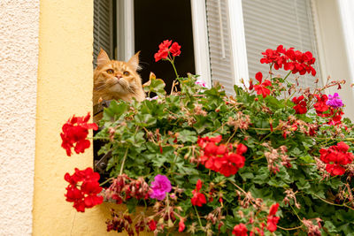 Portrait of cat by flower pot