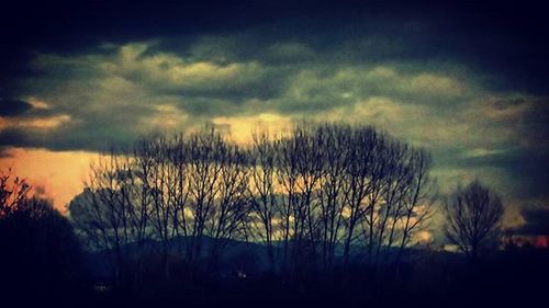 Silhouette of trees at sunset