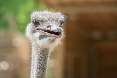 Close-up portrait of a bird