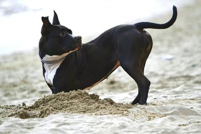 Side view of black american staffordshire terrier standing on sand at beach