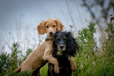 Portrait of dog sitting on grass