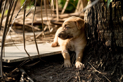 Dog looking away