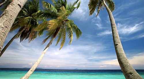 Palm trees by sea against sky