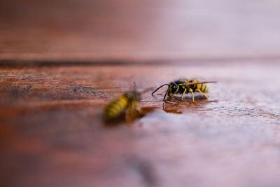 Close-up of bee on wooden table