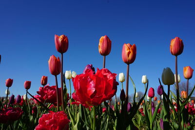 Close-up of red tulips in field against clear sky