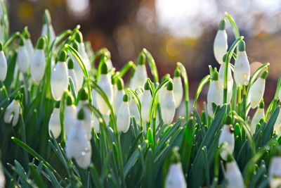 Close-up of white flowering plants on land