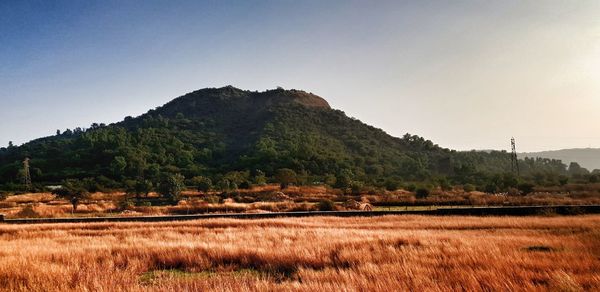 Scenic view of field against clear sky