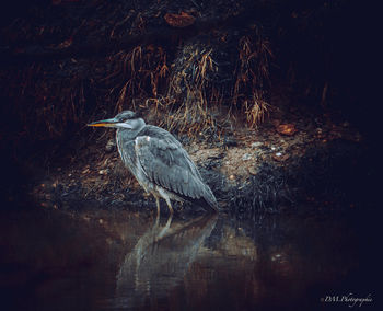 High angle view of gray heron