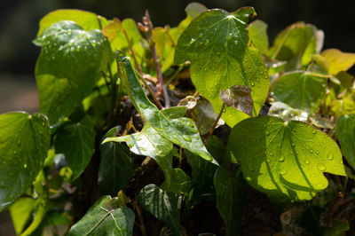 Close-up of fresh green leaves on plant