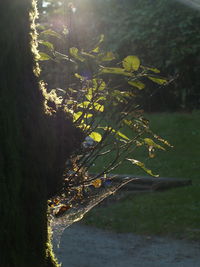 Aerial view of a tree