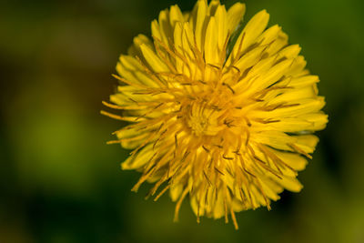 Close-up of yellow flower