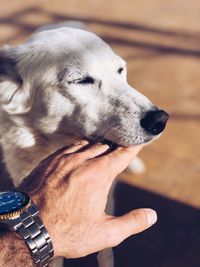 Close-up of a dog looking away