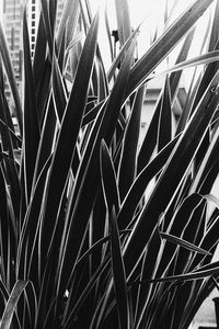 Full frame shot of palm leaf