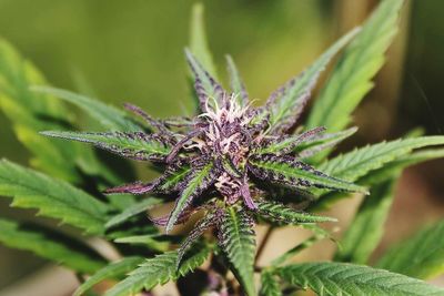 Close-up of flower on plant