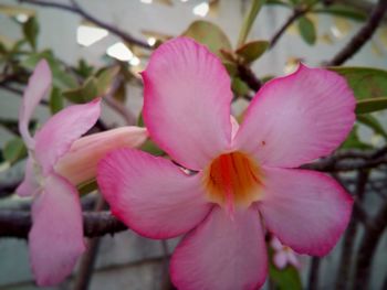 Close-up of pink flowers blooming outdoors