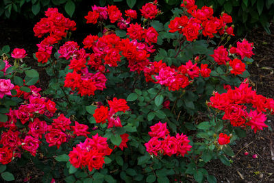 High angle view of red flowering plants