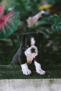 Portrait of puppy sitting outdoors