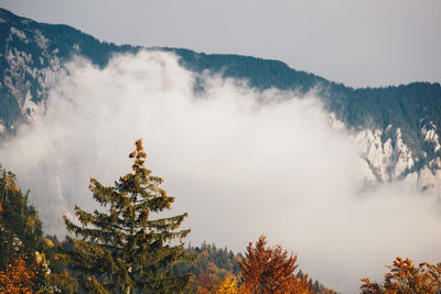 Low angle view of trees in forest against sky