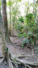 Trees in forest