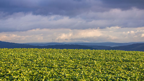 Scenic view of field against sky