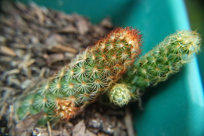 Close-up of potted cactuses