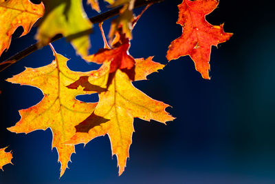 Close-up of orange maple leaves against sky