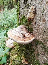 High angle view of mushrooms growing on tree trunk