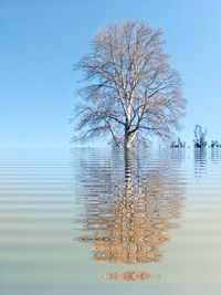 Bare tree by lake against clear sky