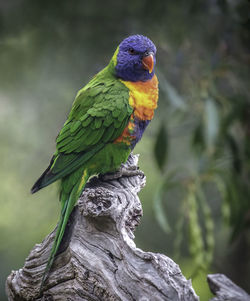 Close-up of parrot perching on tree