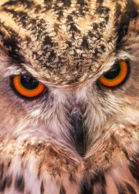 Close-up portrait of owl