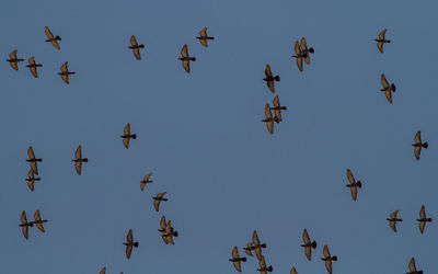 Low angle view of birds flying in sky