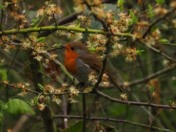 Bird perching on a tree