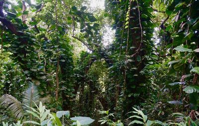 Low angle view of trees in forest