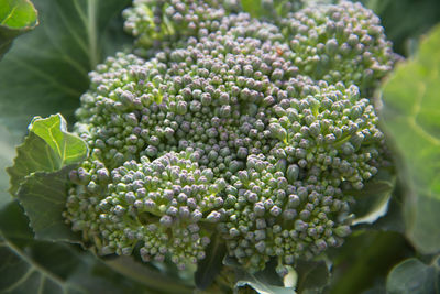 Close-up of fresh green plants