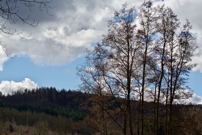 Low angle view of trees against sky