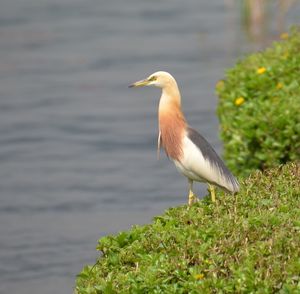 High angle view of gray heron perching on plant