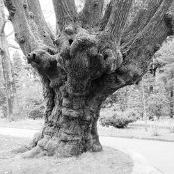 Trees in the forest