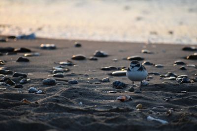 Close-up of seagull on sand