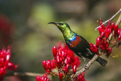 Close-up of bird perching on red flower