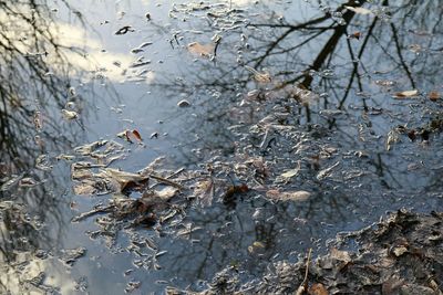 Reflection of trees in water