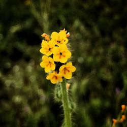 Close-up of yellow flowers blooming outdoors