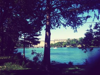 Trees by river against sky