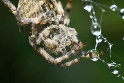 Close-up of spider on web