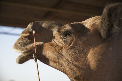 Close-up of a horse