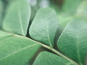 Close-up of green leaves